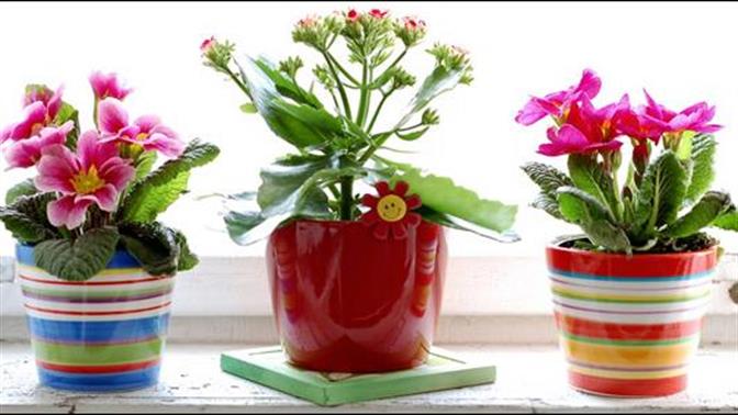 Καθαρίστε τον αέρα του σπιτιού σας με φυτά εσωτερικού χώρου
