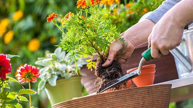 Κηπουρική: 8 συχνά λάθη που πρέπει να αποφύγετε