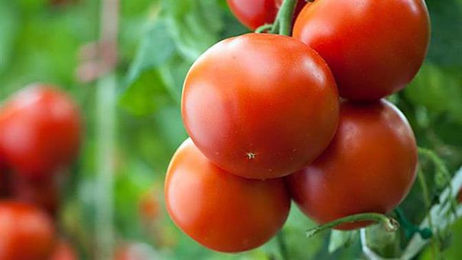 Οι πρώτες γενετικά τροποποιημένες ντομάτες παράγουν έξτρα βιταμίνη D