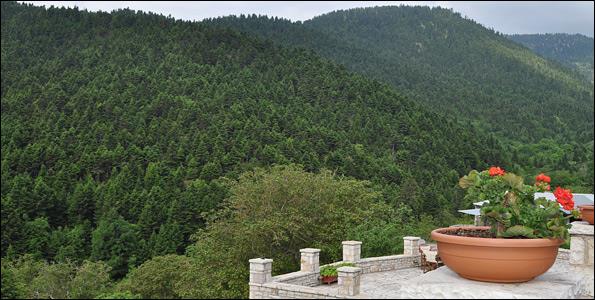 Μπαλκόνι στο... ελατόδασος